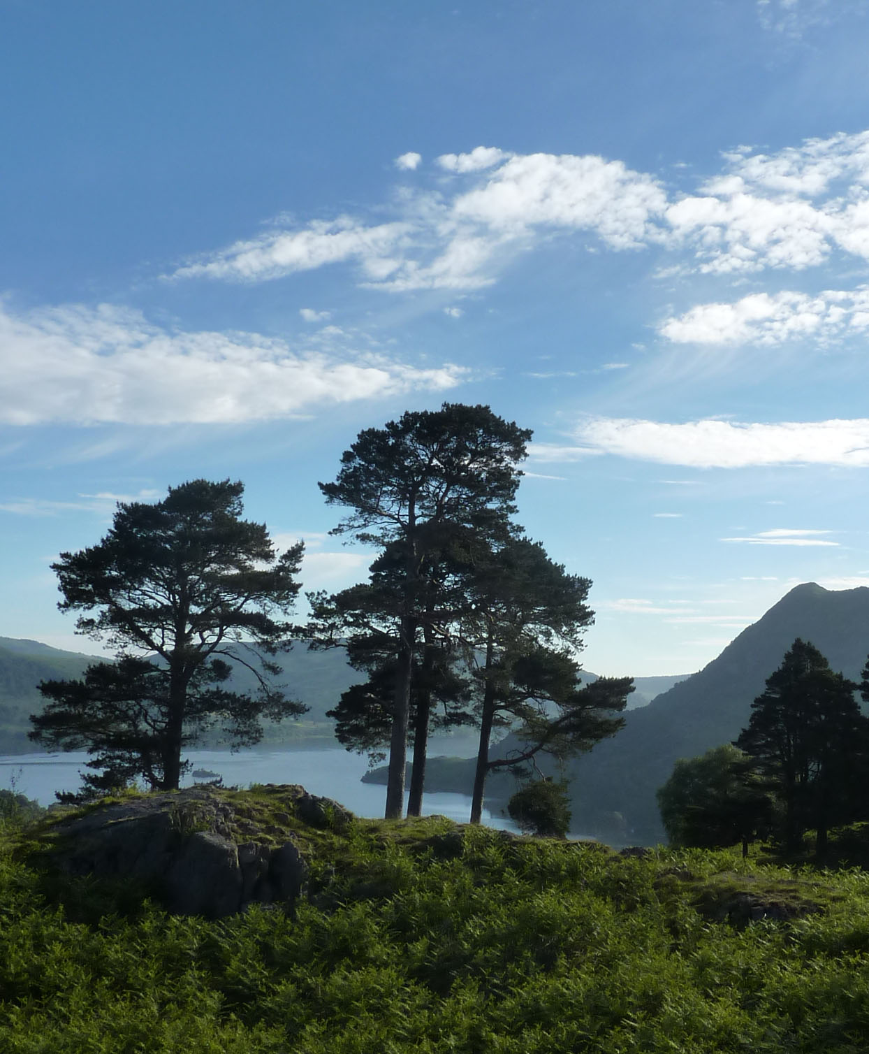 Pines and Ullswater